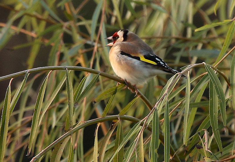 Cardellino